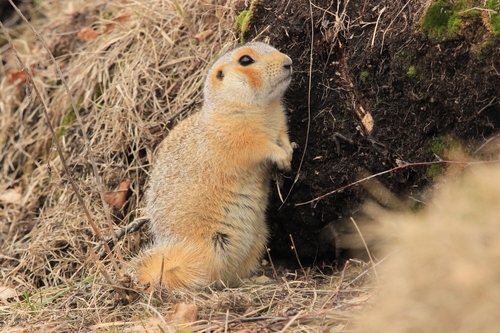 Russet Ground Squirrel, Челябинская обл., Россия, 456893, photo 9 of 10