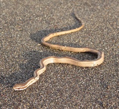 Philodryas chamissonis