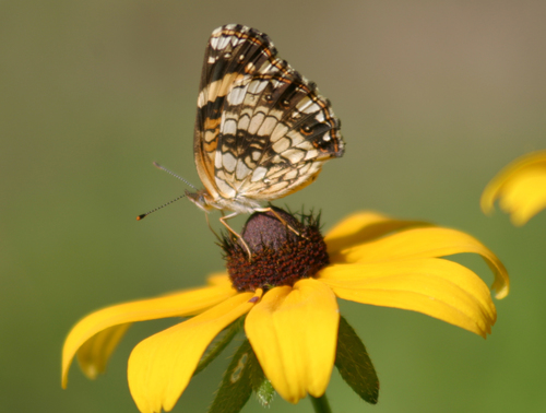 Silvery Checkerspot