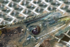 Macrobrachium olfersii