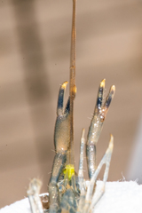 Macrobrachium olfersii