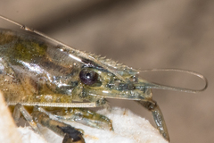 Macrobrachium olfersii