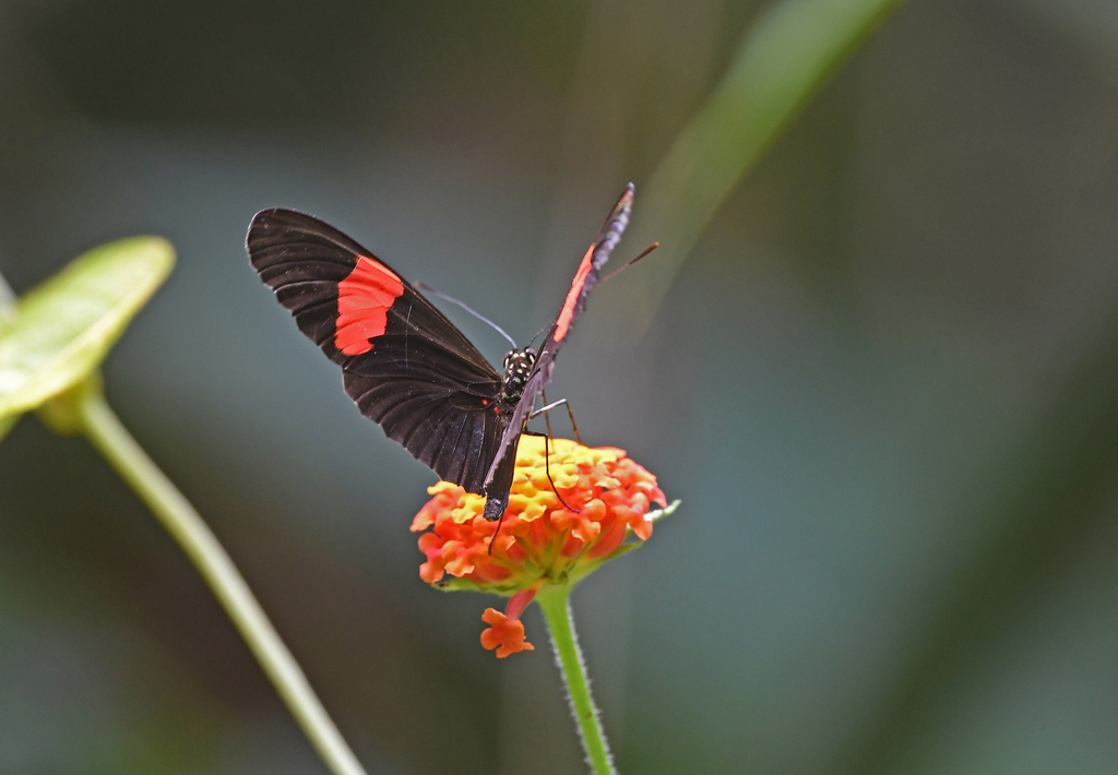 Heliconius melpomene xenoclea
