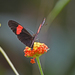 Heliconius erato guarica - Photo (c) Christoph Moning, some rights reserved (CC BY), uploaded by Christoph Moning