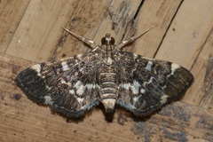 Piletocera sodalis
