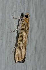 Tyspanodes linealis
