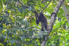 Brown Spider Monkey photo 3