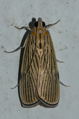 Tyspanodes linealis