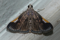 Peribona venosa