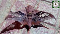 Neorcarnegia basirei