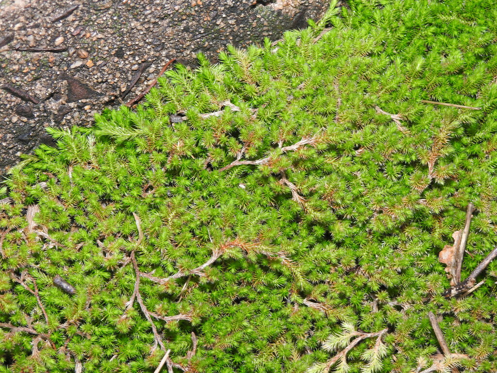 Selaginella sellowii from Sgto Cabral, Chaco, Argentina on November 21 ...