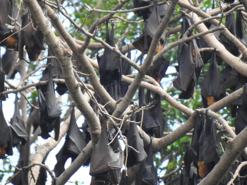 Philippine Grey Flying-fox (Pteropus speciosus) — Data Deficient Mammalia