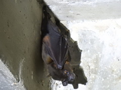 Greater Musky Fruit Bat photo 3