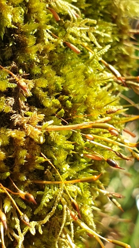 Hollia myrmecoa, 2023-05-04