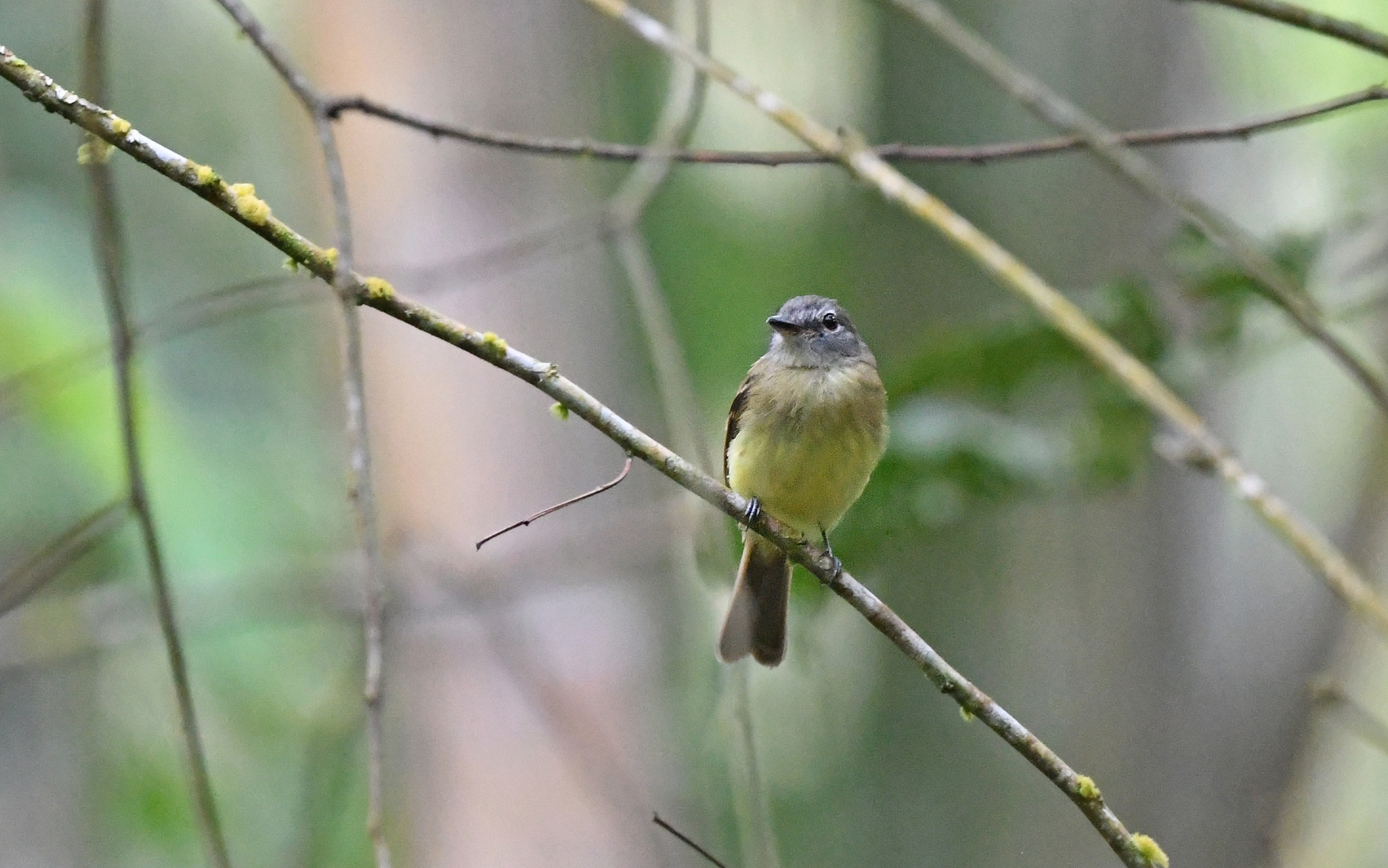 Black-billed Flycatcher (Aphanotriccus audax), photo 5