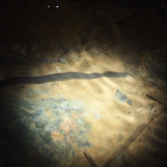 Ichthyophis supachaii