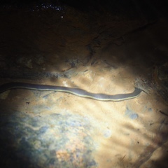 Ichthyophis supachaii