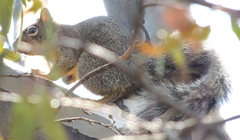 Sciurus oculatus