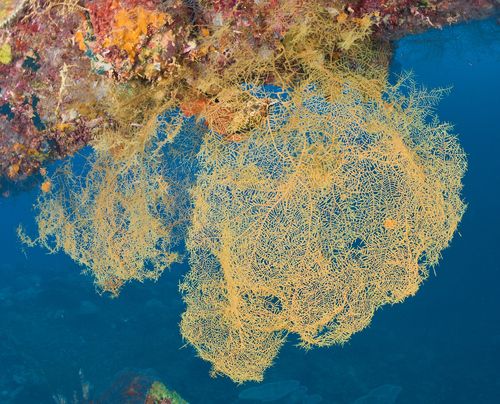 Black Coral Tree