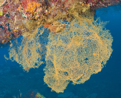 Black Coral Tree