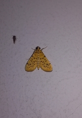 Conogethes punctiferalis