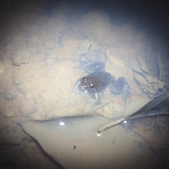 Occidozyga martensii