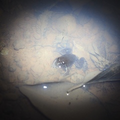 Occidozyga martensii