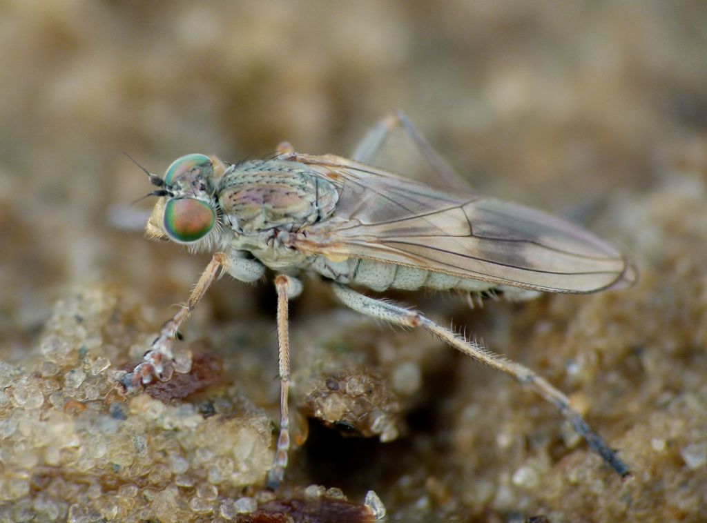 Hydrophorinae