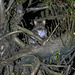 Prionailurus viverrinus - Photo (c) Uday Agashe,  זכויות יוצרים חלקיות (CC BY-NC), הועלה על ידי Uday Agashe