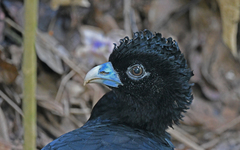 Blue-Billed Curassow photo 3