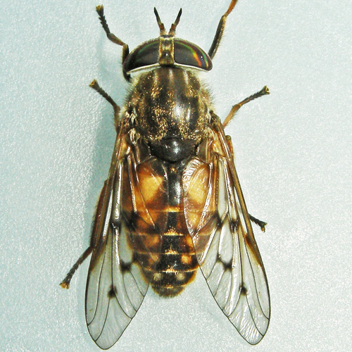 Orange-sided Horse Fly