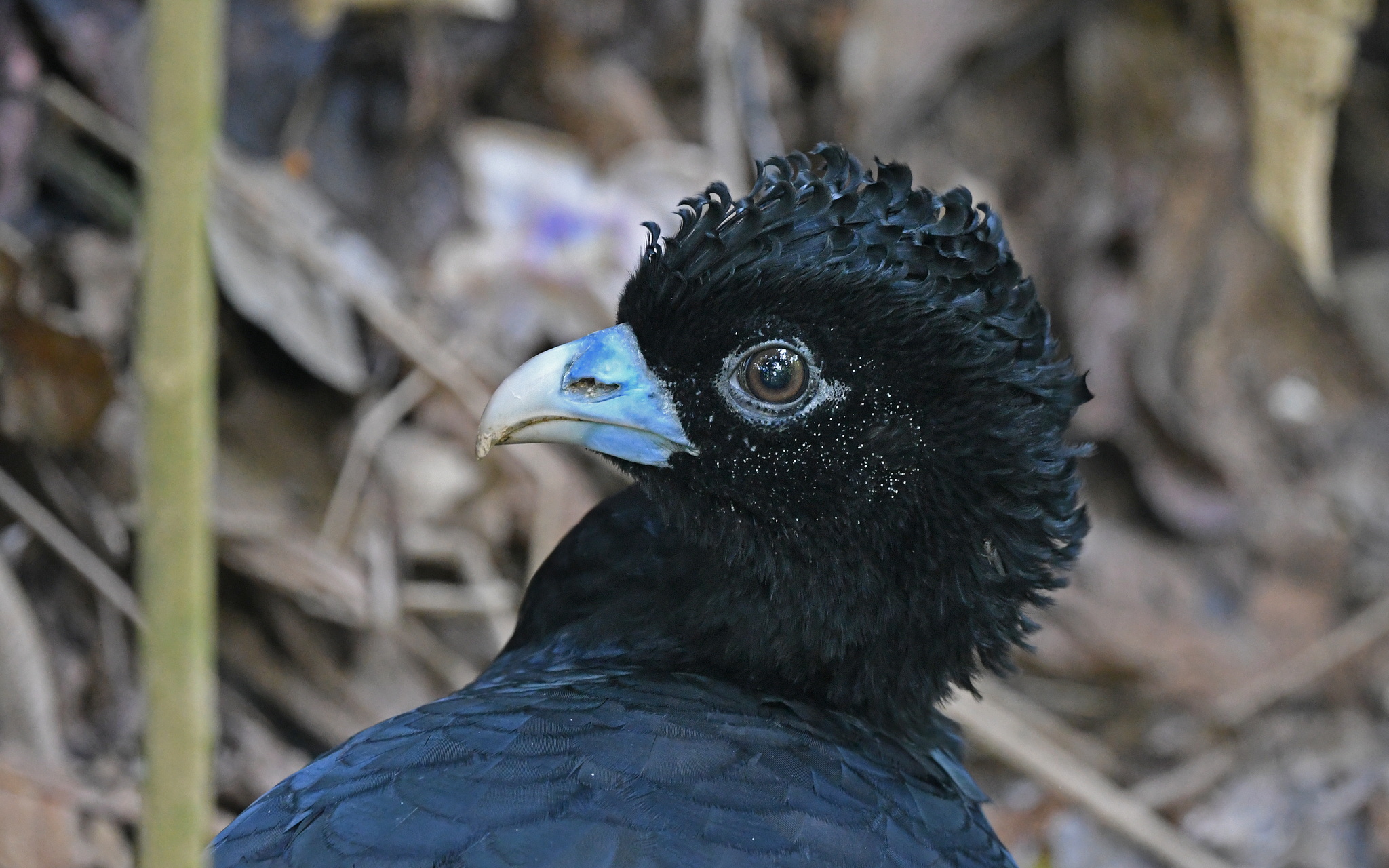 Blue-billed Curassow illustration