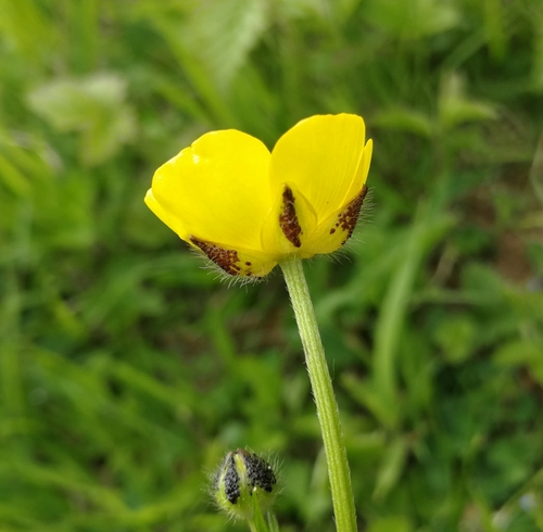 iskerník mnohokvetý (Ranunculus polyanthemos)