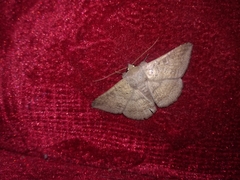 Lepidoptera