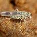 Dolichopodidae - Photo (c) Steve Kerr, μερικά δικαιώματα διατηρούνται (CC BY), uploaded by Steve Kerr