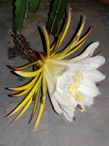 Selenicereus undatus