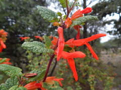 Salvia regla