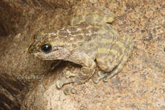 Hainan Sucker Frog photo 1