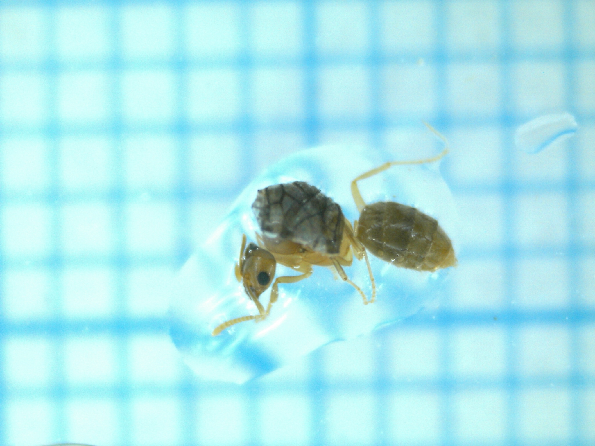 Nylanderia kraepelini