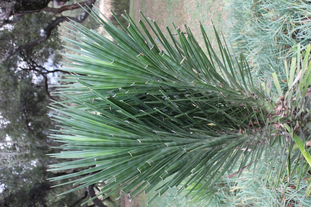 Aloe Yucca from Hartbeesfontein, 2600, South Africa on May 7, 2023 at 0219 PM by galela