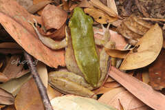 Grass Odorous Frog photo 2