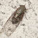 Haphsa - Photo (c) 虫虫,  זכויות יוצרים חלקיות (CC BY-NC), הועלה על ידי 虫虫