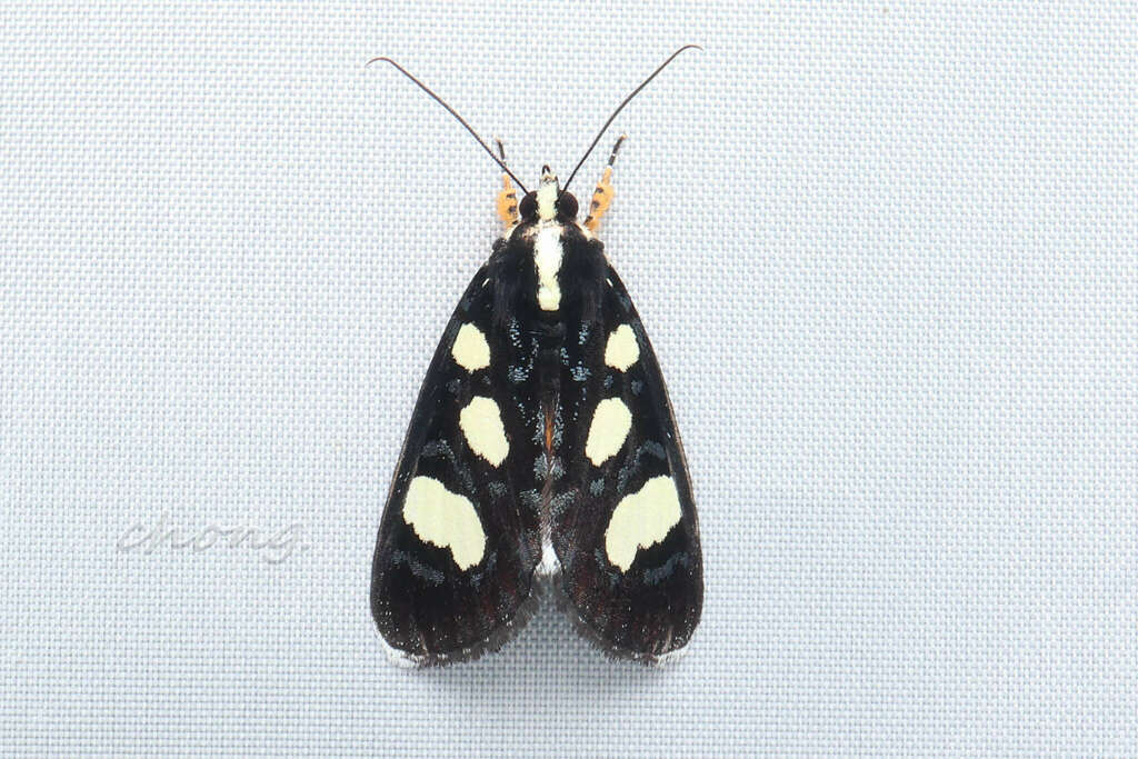 Mimeusemia persimilis