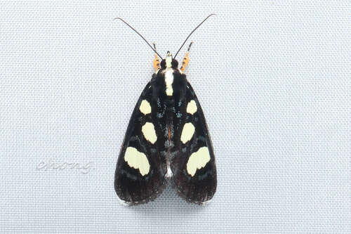 Mimeusemia persimilis