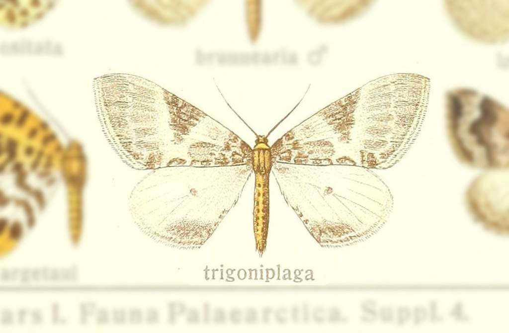 Callabraxas trigoniplaga