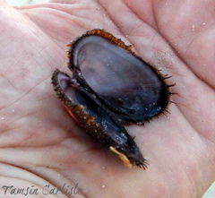 Barbatia decussata