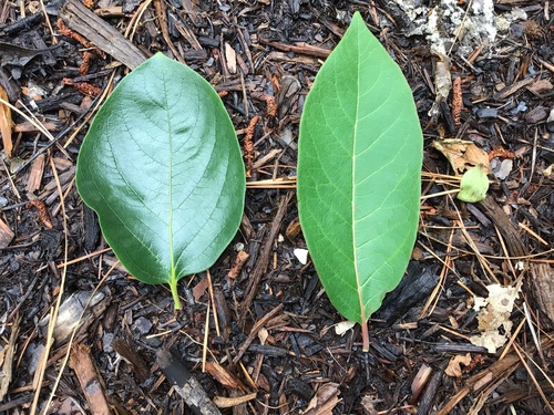 Diospyros kaki iNat (2)
