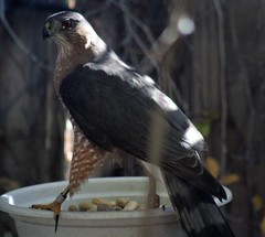 Accipiter cooperii