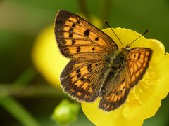 Lycaena salustius