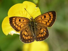 Lycaena salustius